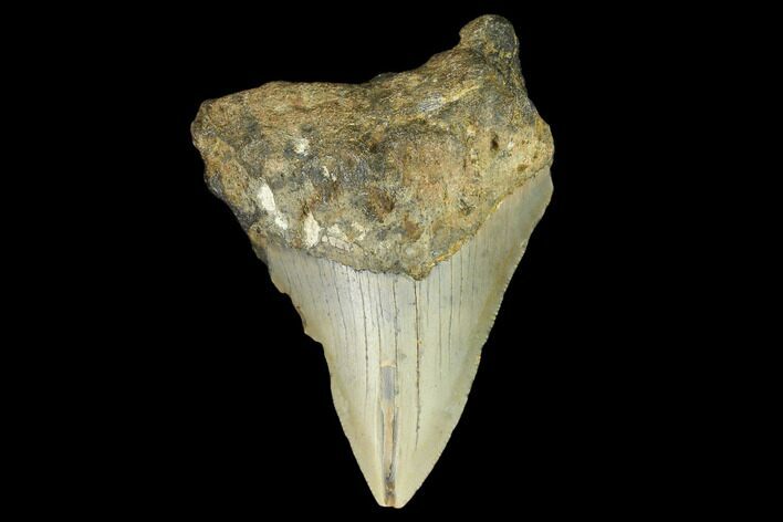 Bargain, Fossil Megalodon Tooth - North Carolina #124804